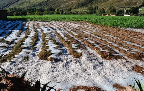 Granizada arrasa con cultivos en ocho comunidades de Vinchos