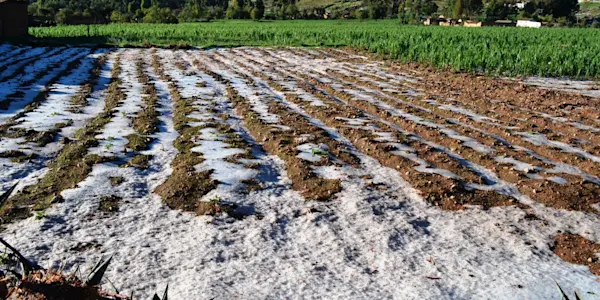 Granizada arrasa con cultivos en ocho comunidades de Vinchos