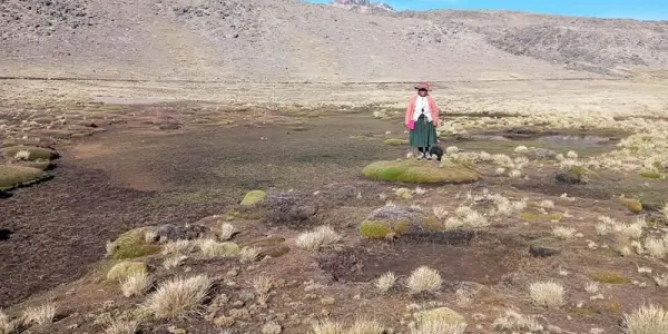 Consejo Regional de Puno declara agro en emergencia por sequía