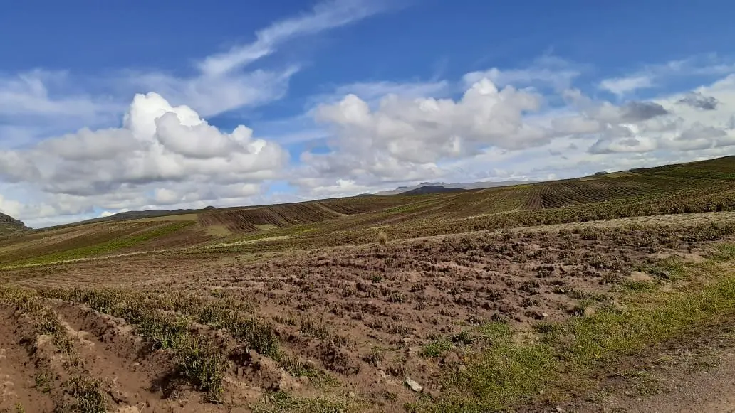 Piden declarar en emergencia la agricultura en la región Puno