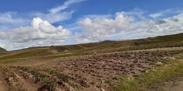 Piden declarar en emergencia la agricultura en la región Puno