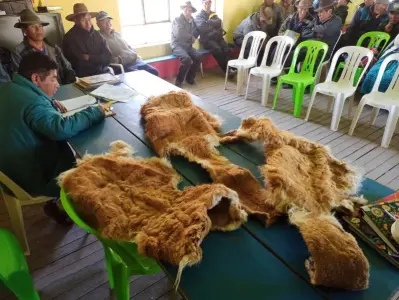 Denuncian caza furtiva de vicuñas en la comunidad de Vilache I