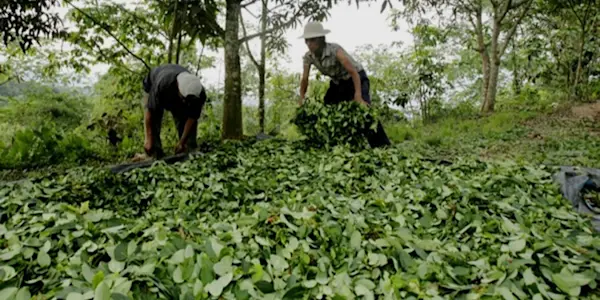 La caída del precio de la hoja de coca  y su impacto en el VRAEM