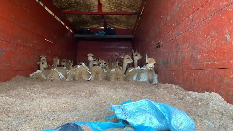 Trasladan 155 vicuñas a comunidades de Quilcapunco, Capaso y Azángaro para su conservación