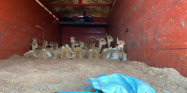 Trasladan 155 vicuñas a comunidades de Quilcapunco, Capaso y Azángaro para su conservación