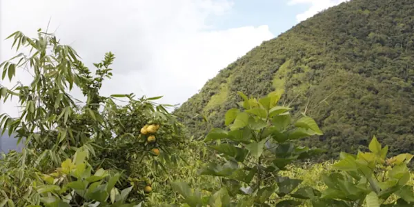 Cocaleros de Puno cuestionan al presidente Pedro Castillo por no impulsar la legalización de la hoja de coca