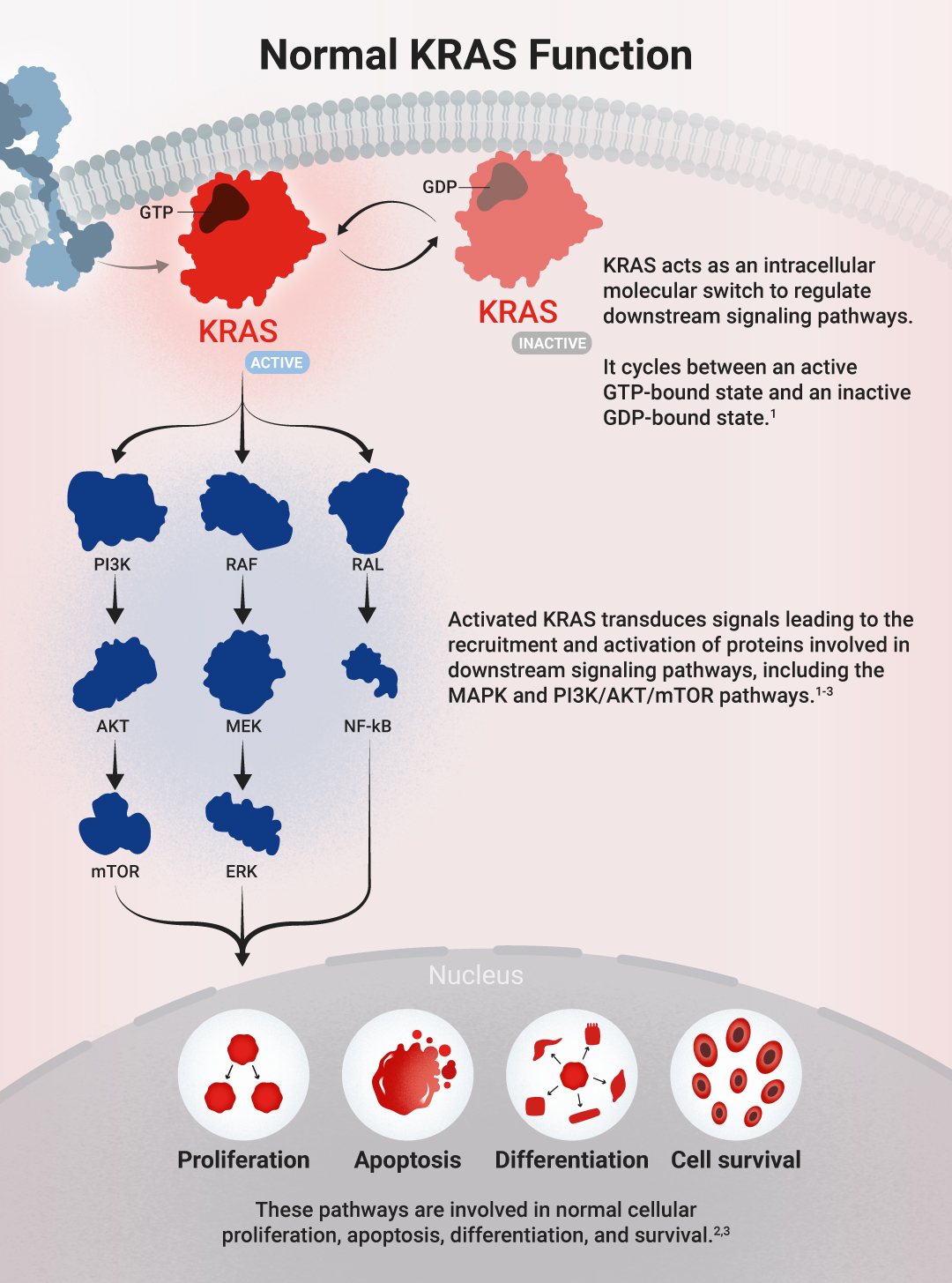 Illustration showing normal KRAS function within a cell