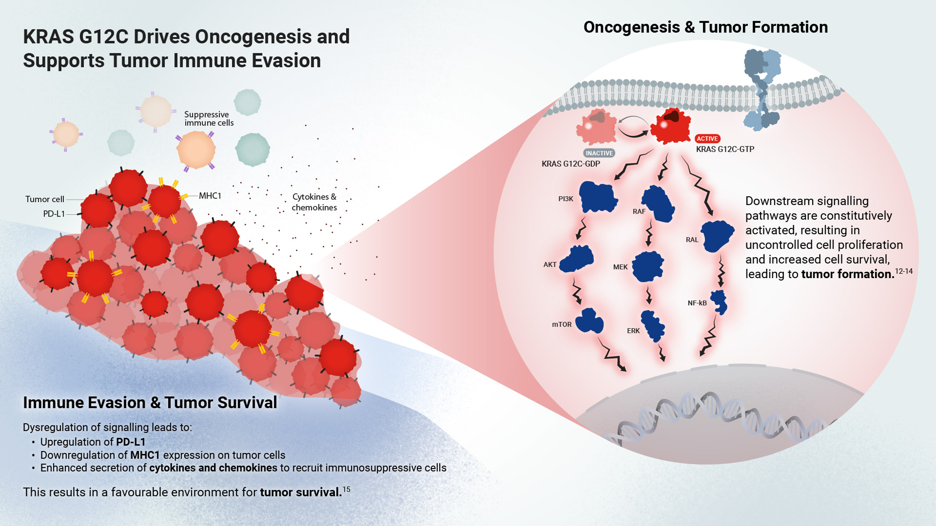 Image slider showing tumor and cellular environments when KRAS G12C is mutated vs inhibited