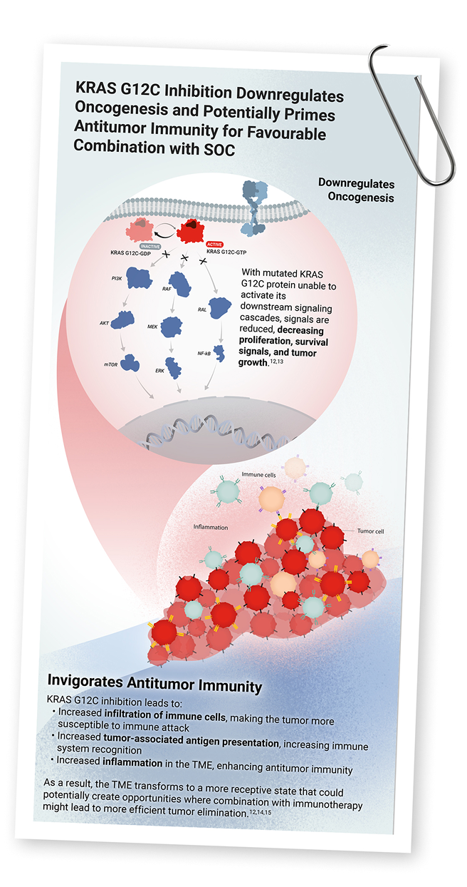 Illustration showing impact of KRAS G12C inhibition at tumor and cellular level