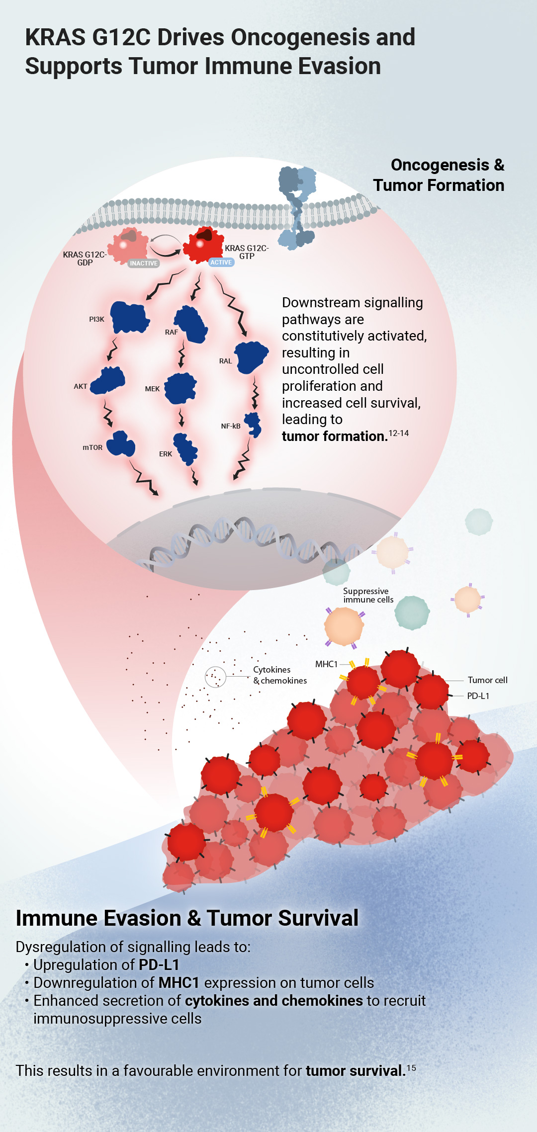 Image slider showing tumor and cellular environments when KRAS G12C is mutated vs inhibited