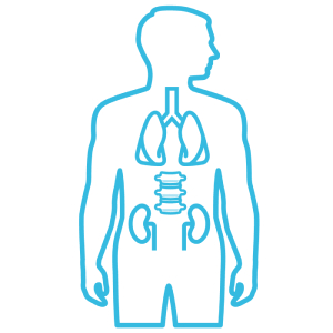 Outline of a person elucidating their lungs, spine, and kidneys