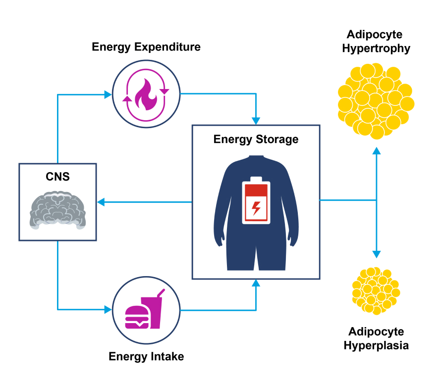 Dysregulation of Energy Homeostasis