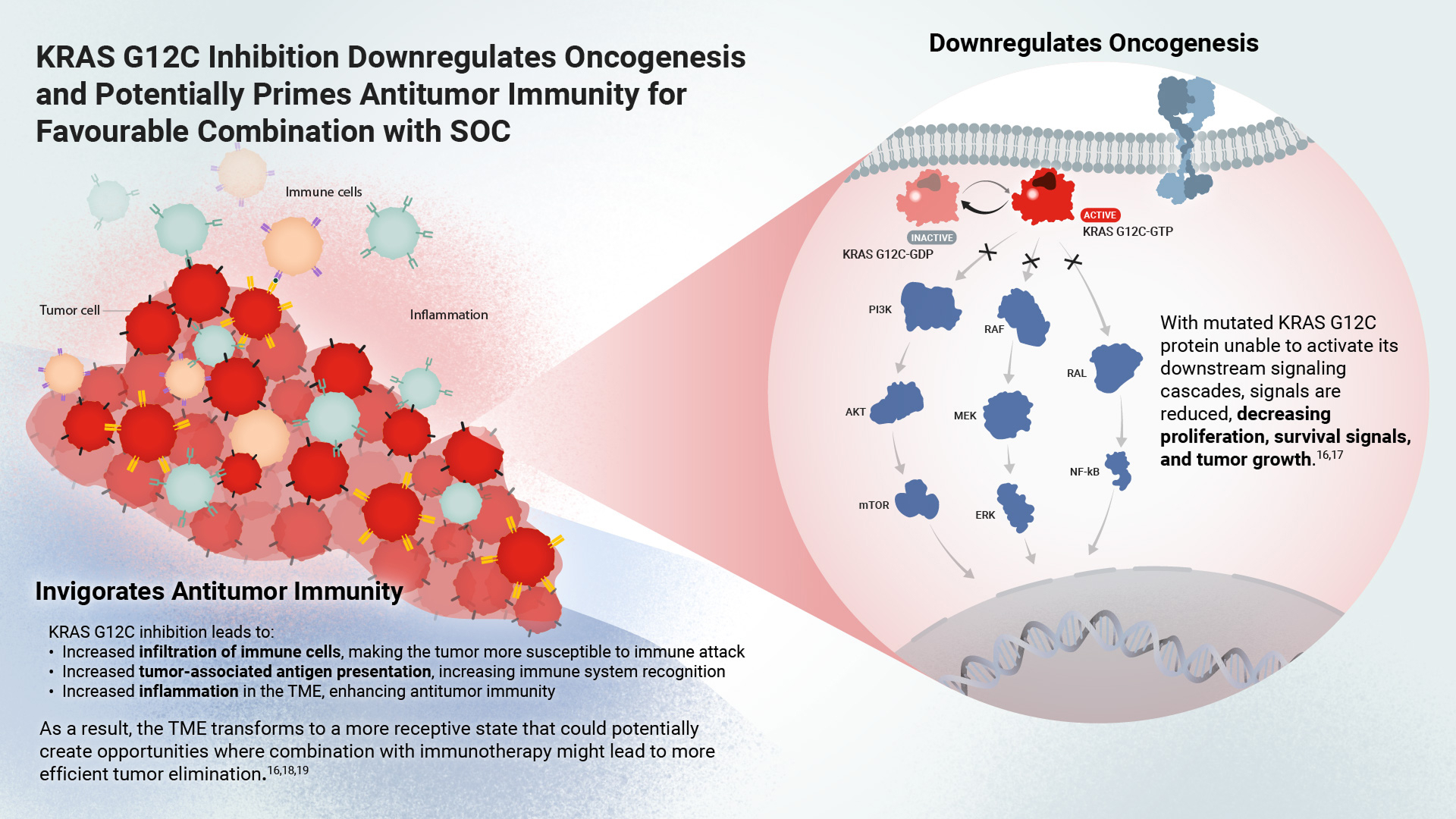 Image slider showing tumor and cellular environments when KRAS G12C is mutated vs inhibited