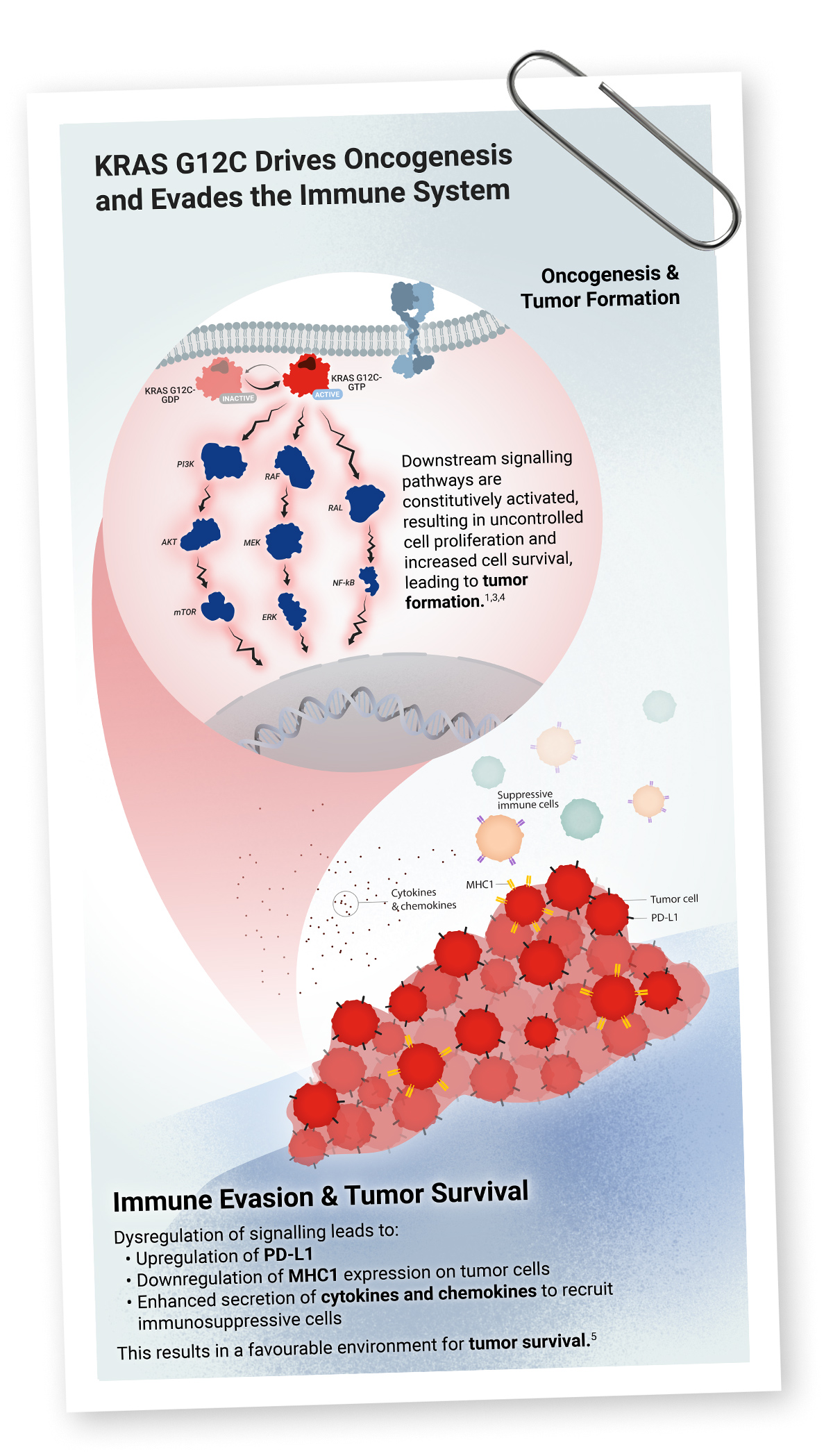 Illustration showing impact of mutated KRAS at tumor and cellular level