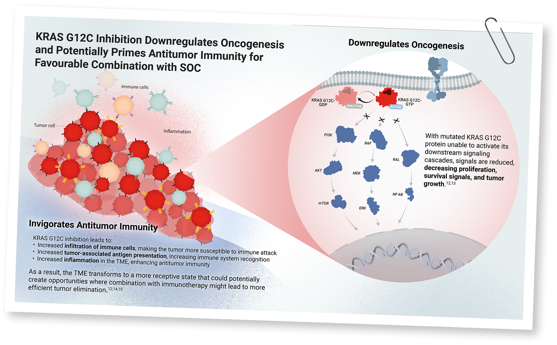 Illustration showing impact of KRAS G12C inhibition at tumor and cellular level