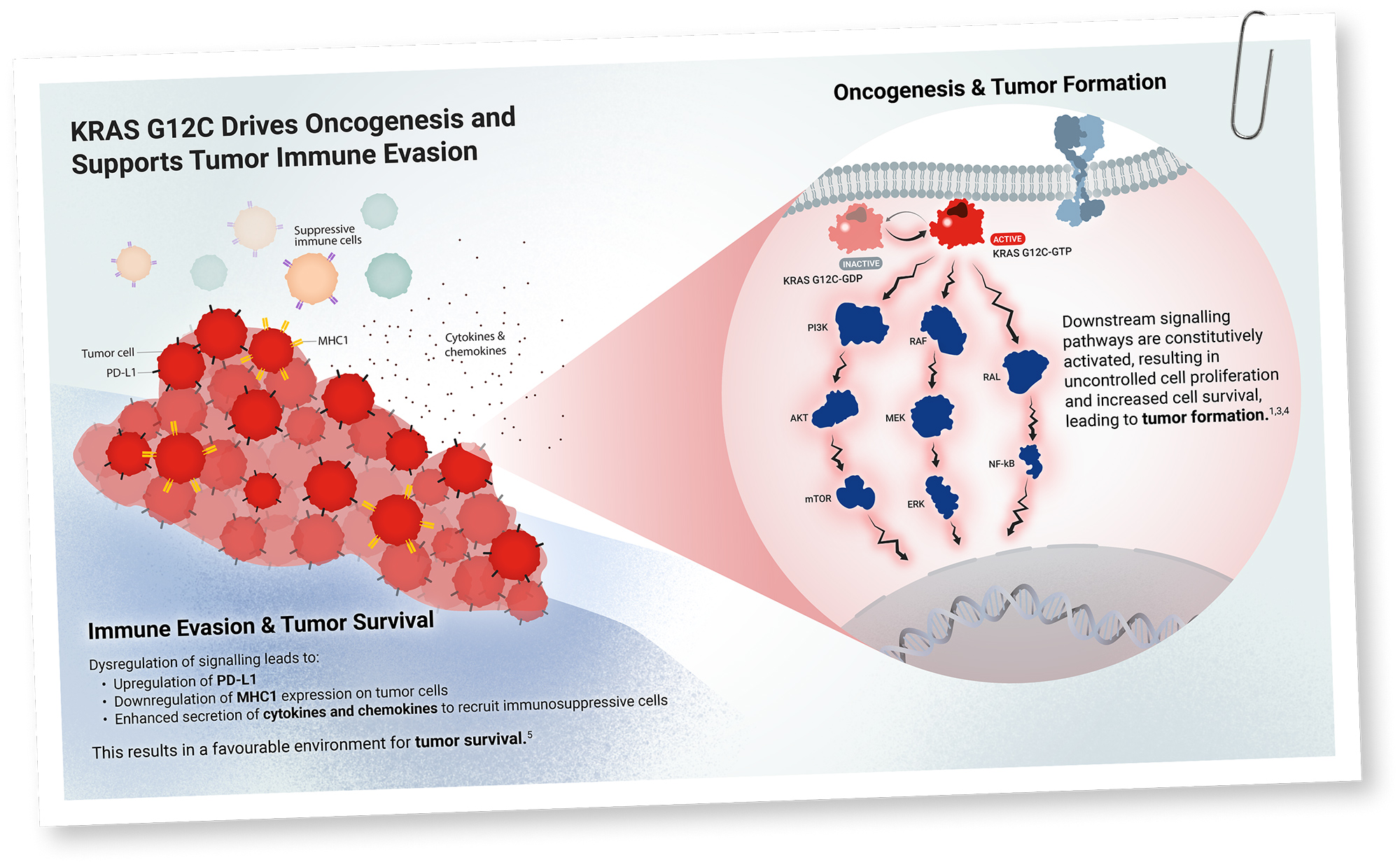Illustration showing impact of mutated KRAS at tumor and cellular level