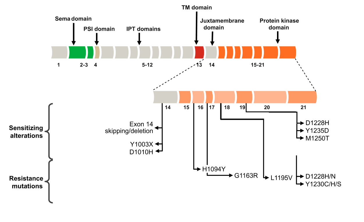 MET exon map with sensitizing and resistance mutations