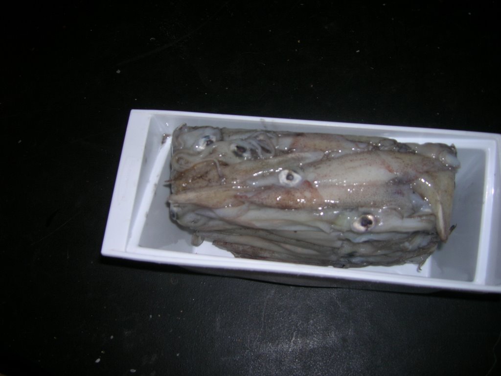 shriek squid photo