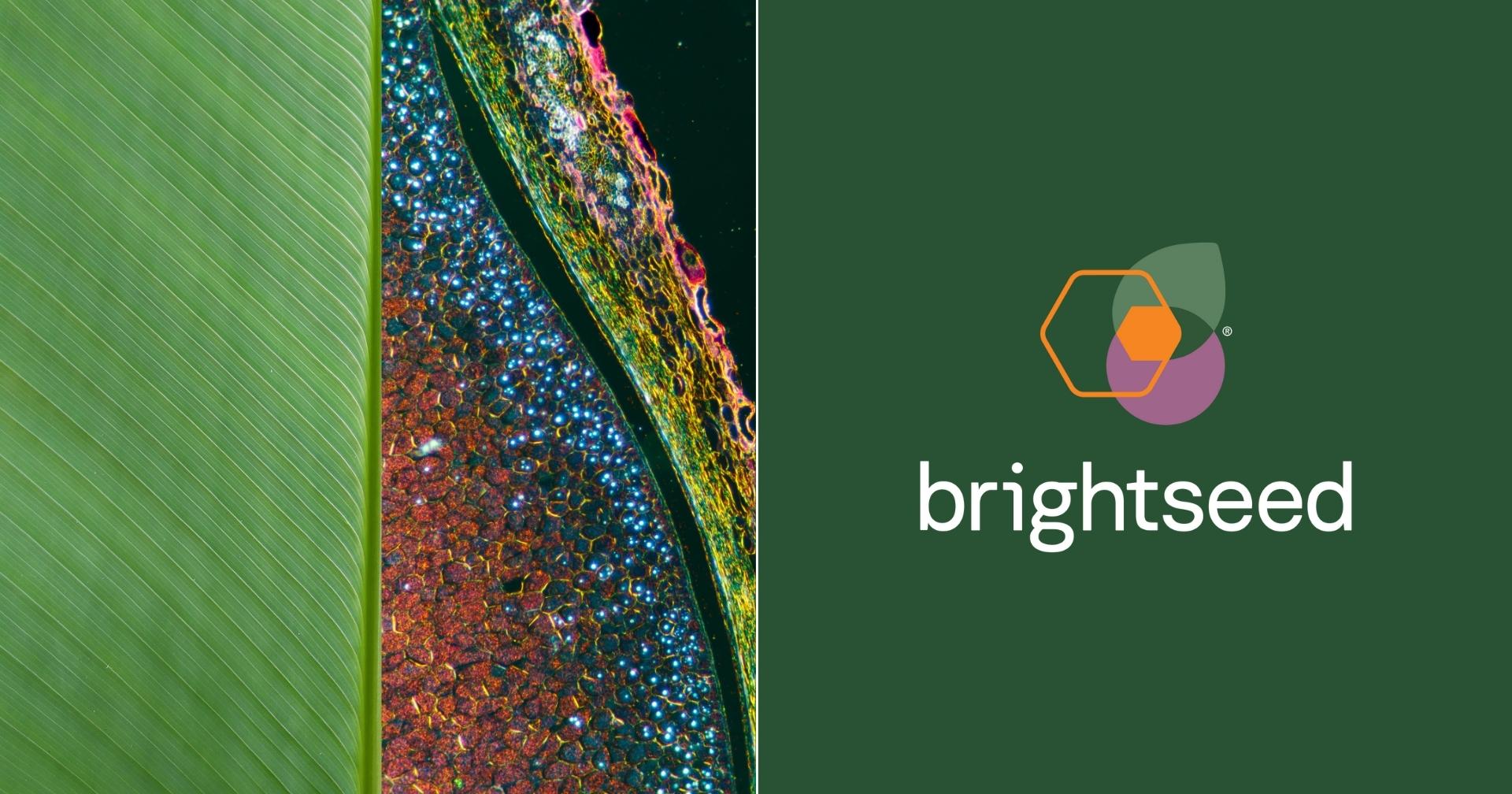 Home - Brightseed - Natural Bioactives