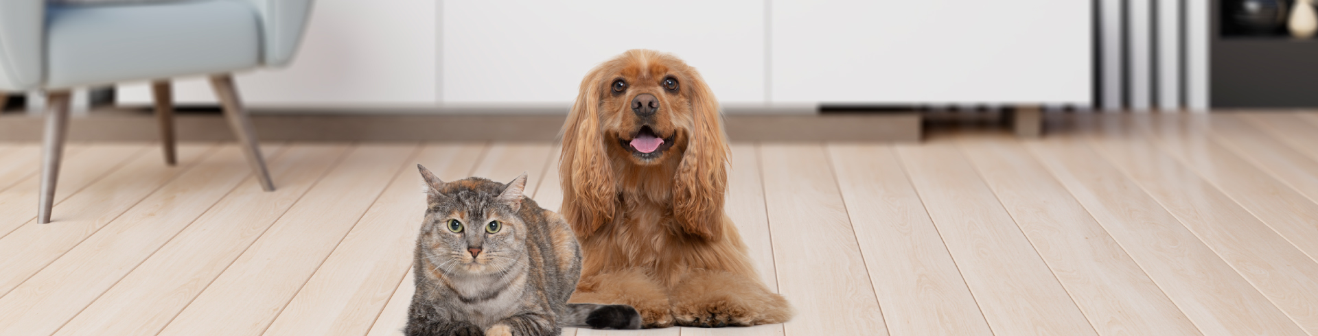 6 diferencias entre gatos y perros