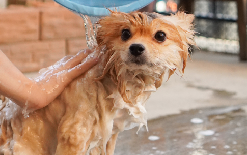 ¿Cómo baño a mi perro en casa? - Petys