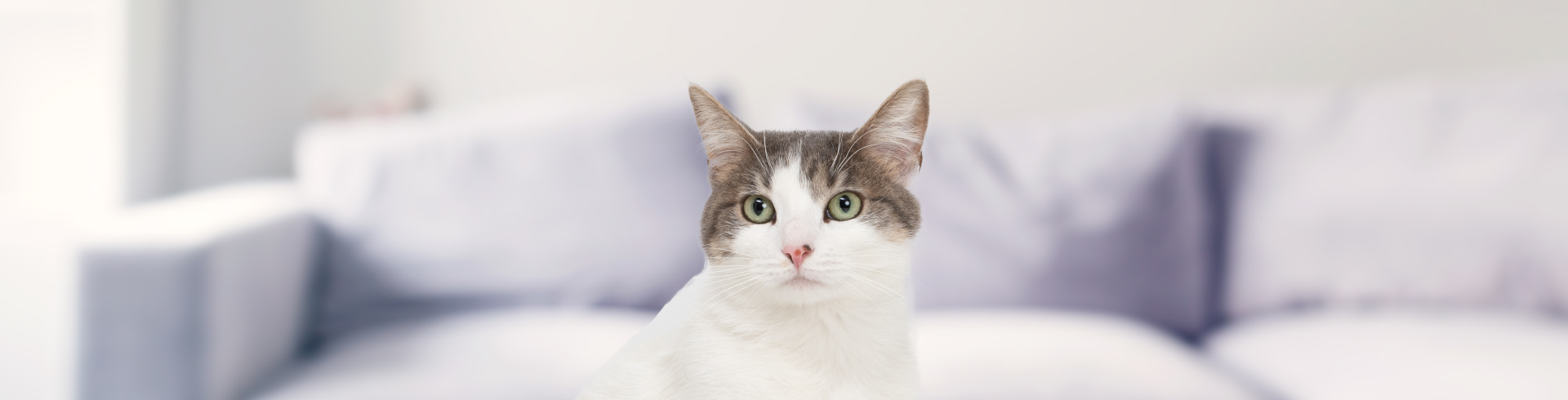 10 datos curiosos que no conocías de los gatos - Petys