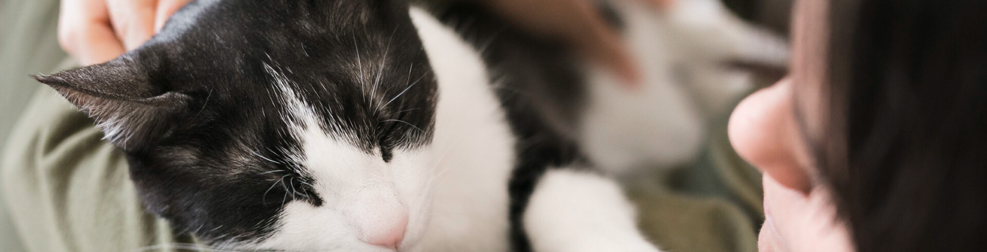 4 razones por las que tu gato duerme encima de ti - Petys