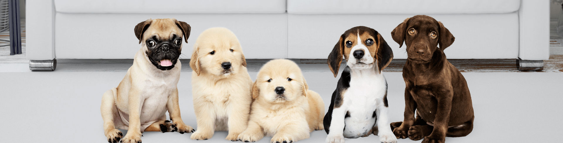 Las mejores razas de perros para niños-Petys