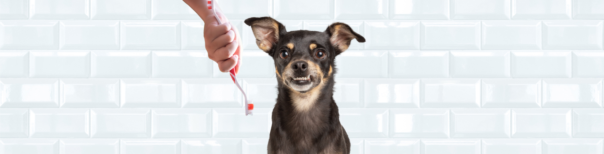 Limpieza dental en perros - Petys