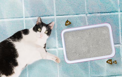 Queremos contarte los posibles factores que hacen que los gatitos hagan sus necesidades por fuera 
de la caja de arena. Ingresa ahora y aprende cómo solucionarlo.