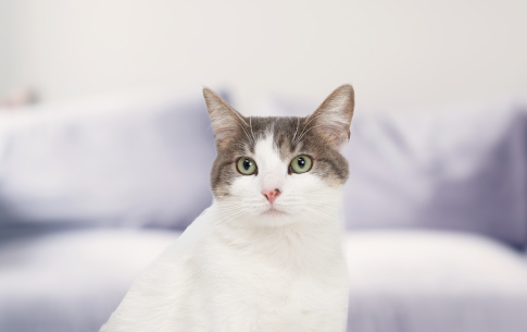 Si tienes gatos en tu casa debes de conocer estos 10 datos curiosos, que te ayudarán a mejorar la convivencia con tu mascota.  Ingresa ahora.
