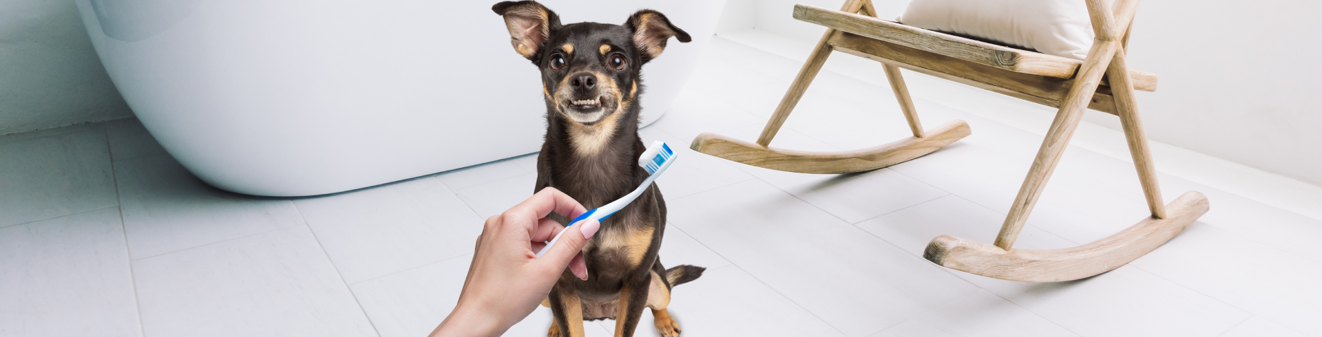 Profilaxis canina y felina: limpieza oral profunda - Petys