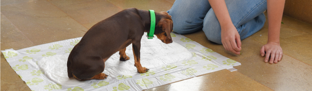 Tapete De Perro Entrenador Para Ir Al Baño