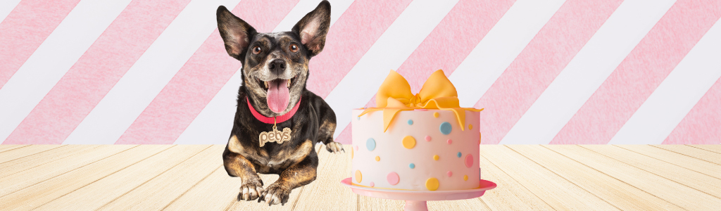 Receta de torta de cumpleaños para perros - Petys