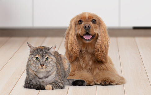 6 diferencias entre gatos y perros 