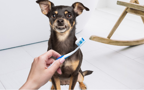 Profilaxis canina y felina: limpieza oral profunda - Petys