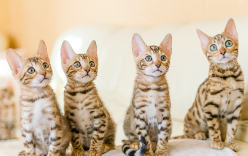 4 tipos de personalidades en los gatos -Petys