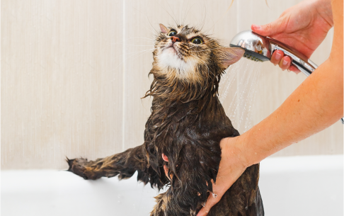 ¿Debo bañar a mi gato? - Petys