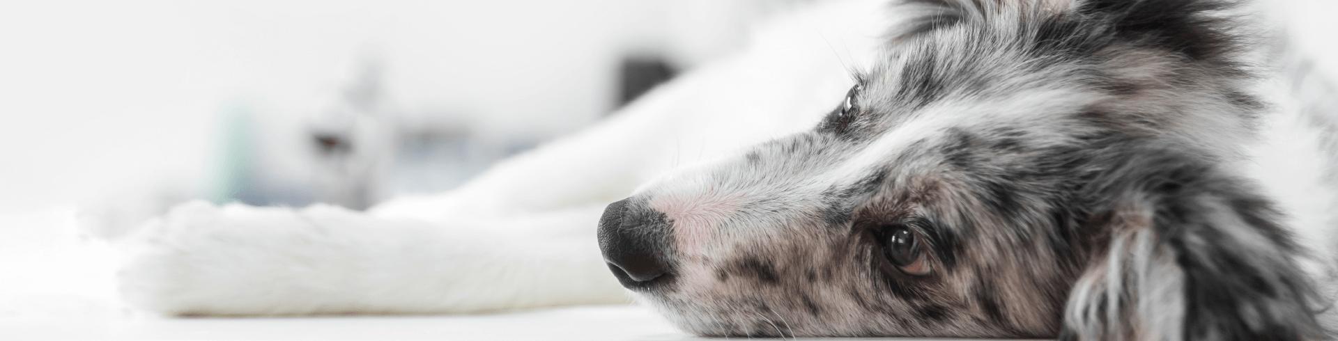 Mi perro está enfermo 5 señales para saberlo-Petys