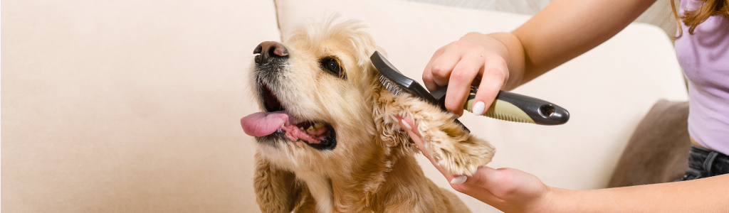 Cómo eliminar los pelos de perro en casa