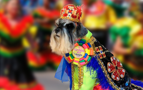 Las mascotas se suman al Carnaval de Barranquilla, durante el 2019 se realizó la primera 
elección del Rey Momo canino, te contamos cómo se vivió la celebración.