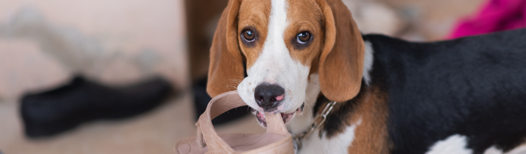 a que edad los cachorros dejan de morder todo