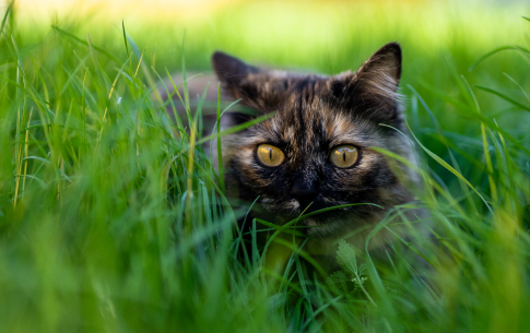 ¿Por qué a tu gato le encanta la hierba de menta?
