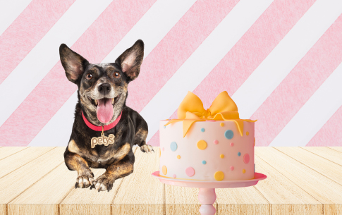 A los perritos les encanta comer, por eso la petfluencer perruna @Moritaddog nos 
enseña a hacer un pastel de cumpleaños para peluditos.