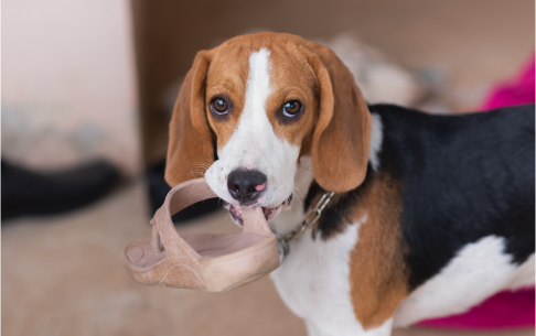 Es normal que los cachorritos quieran morder todo a su alrededor, por eso queremos  enseñarte a corregir esa conducta con amor y paciencia. Descúbrelo ahora