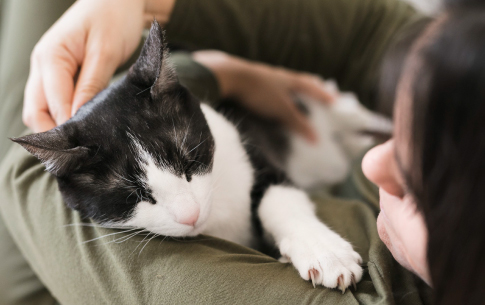 Conoce las razones por las que los gatos duermen encima de los humanos. Descubre qué 
significa este comportamiento. Ingresa a nuestro blog. 