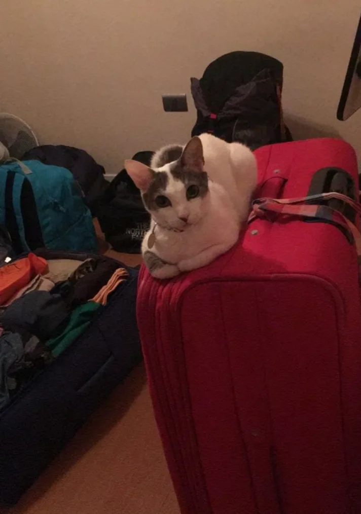 Mia the cat, ready to travel!