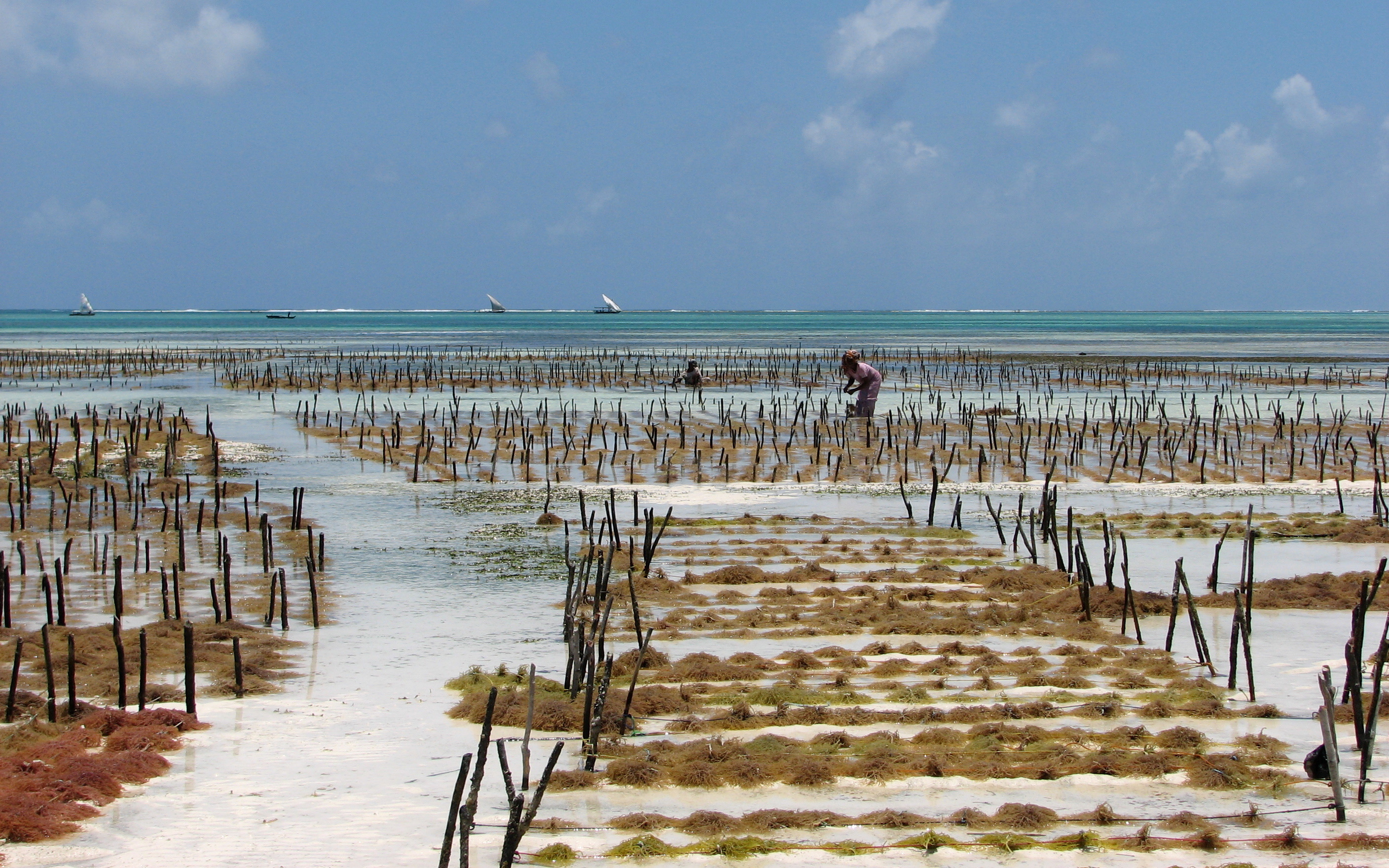 Seaweed Zanzibar
