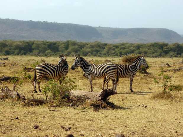 A dazzle of zebras strolling near the escarpment of Great Rift Valley in Lake Manyara National Park