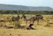 A dazzle of zebras strolling near the escarpment of Great Rift Valley in Lake Manyara National Park
